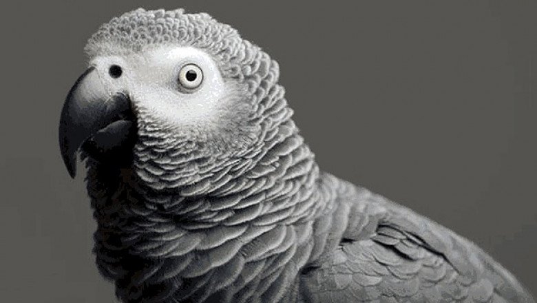 Să mai şi râdem: papagali vorbitori băgaţi în izolare într-o grădină zoo pentru că înjurau vizitatorii 
