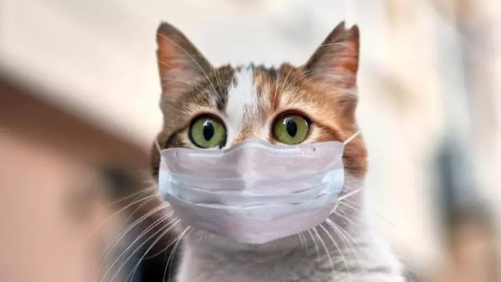 Studiu: Pisicile infectate cu COVID dezvoltă în mod natural anticorpi pentru a lupta cu virusul