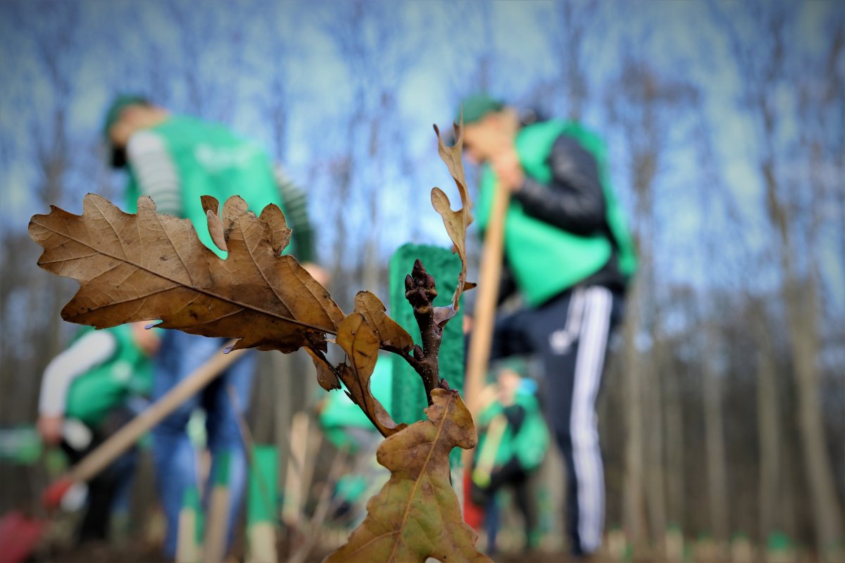 Romsilva plantează peste 3,5 milioane de puieți forestieri în campania de împăduriri de toamnă