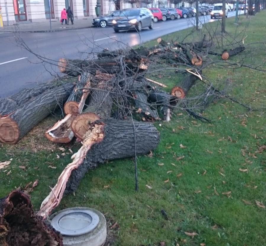 În ce zone din municipiu va fi reluată operaţiunea de toaletare a arborilor