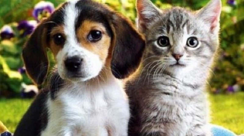 Decizie fără precedent a judecătorilor timișoreni: Câini sau pisici la bloc, doar cu ACORDUL vecinilor