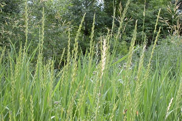 Ce se întâmplă cu terenurile agricole necultivate doi ani consecutiv