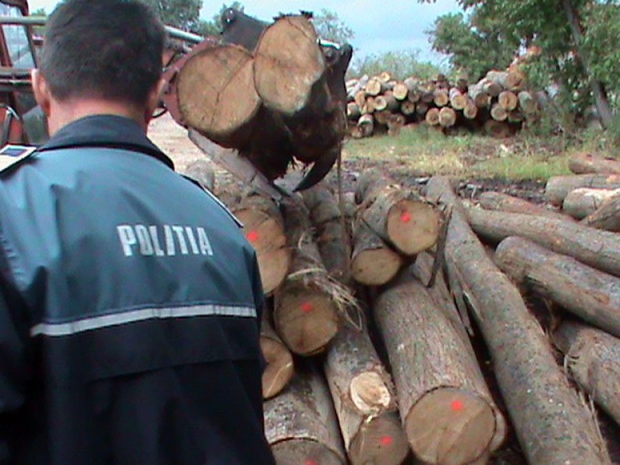 Cantitate uriașă de lemn, confiscată la Pecica