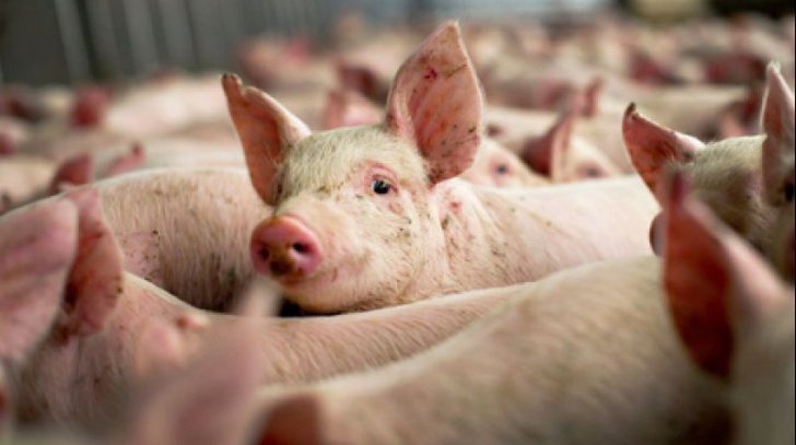 Ce recomandă specialiştii DSVSA pentru prevenirea răspândirii pestei porcine africane