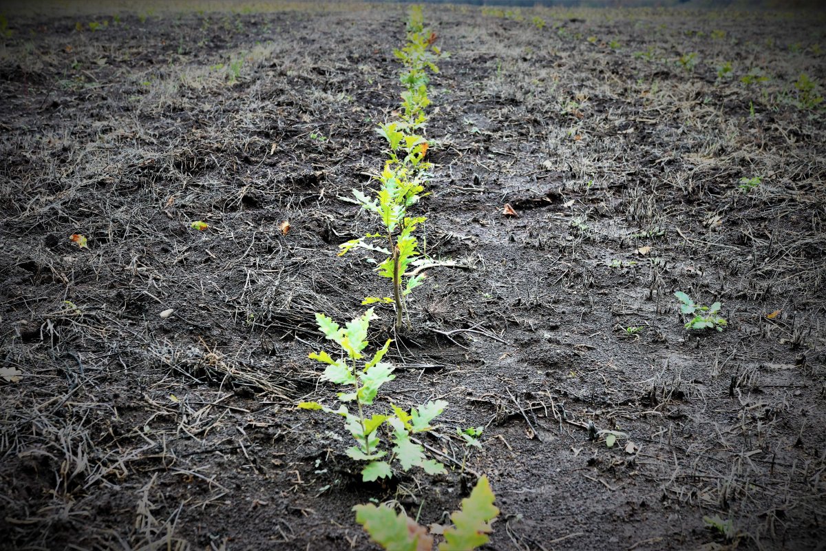 Romsilva marchează debutul Lunii Plantării Arborilor prin acțiuni de împădurire la nivelul direcțiilor silvice