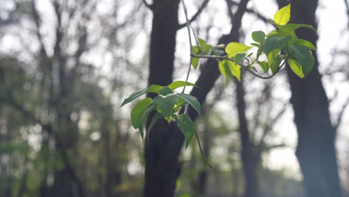 PROGNOZA METEO pe DOUĂ SĂPTĂMÂNI. Meteorologii anunţă temperaturi de până la 16 grade