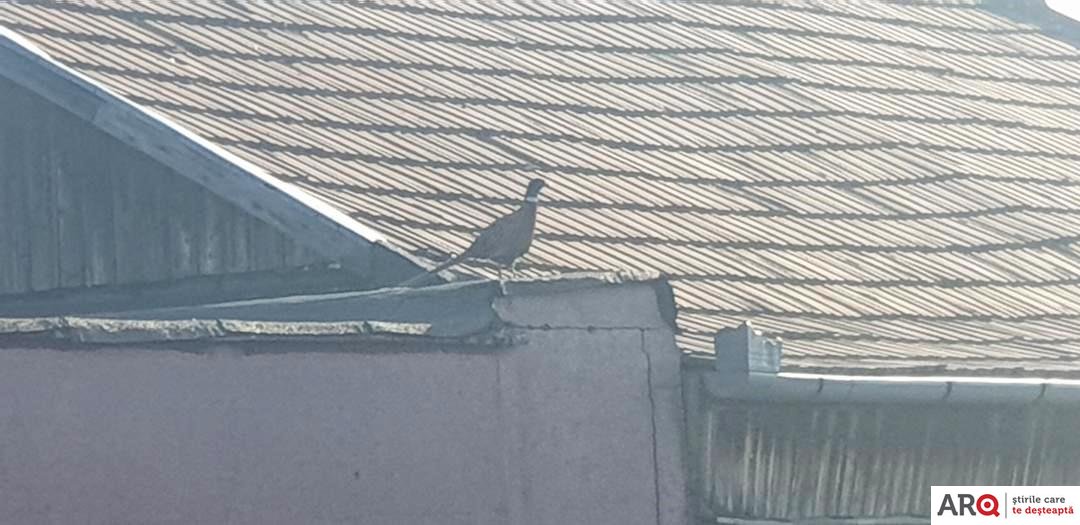 Un fazan în Micălaca: pasărea a fost fotografiată pe acoperişul unui bloc (FOTO)