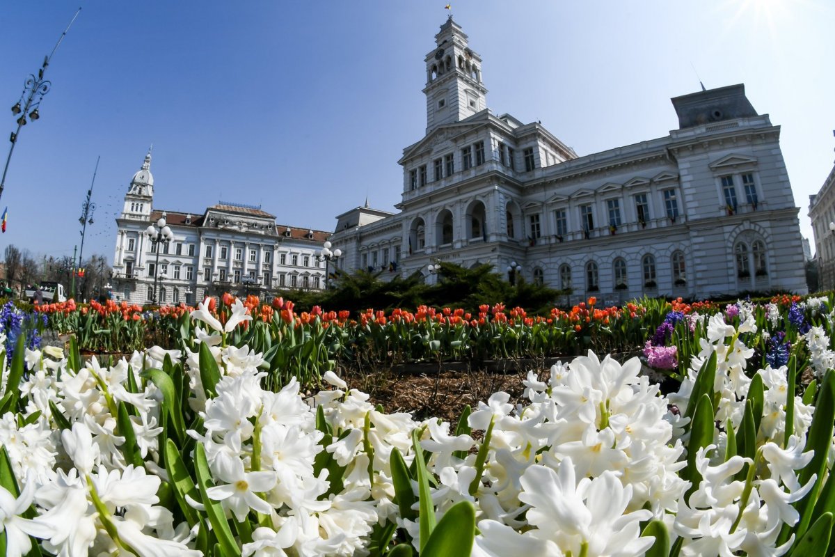 Flori #pentruArad: zambilele şi lalelele din faţa Primăriei au fost împrumutate de un cunoscut florar