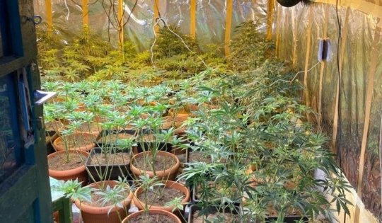 Trei arădeni au fost arestați preventiv pentru că au cultivat plante de cannabis (FOTO/VIDEO)