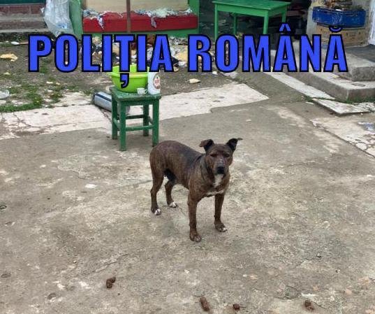 Trei câini Amstaff salvați de polițiștii Biroului Poliția Animalelor (FOTO/VIDEO)