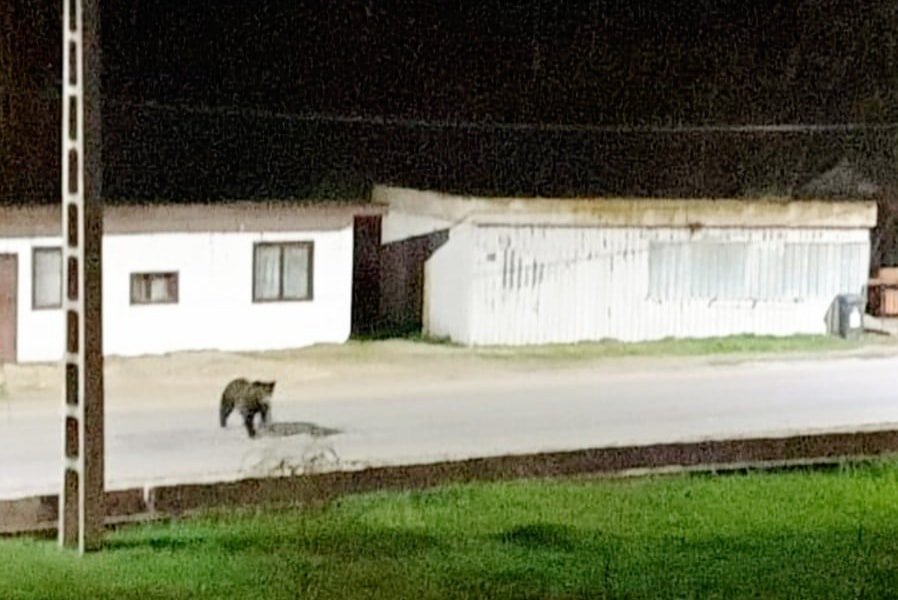 Ursul care se plimba prin Moneasa, surprins în imagini VIDEO - (vezi foto + video)