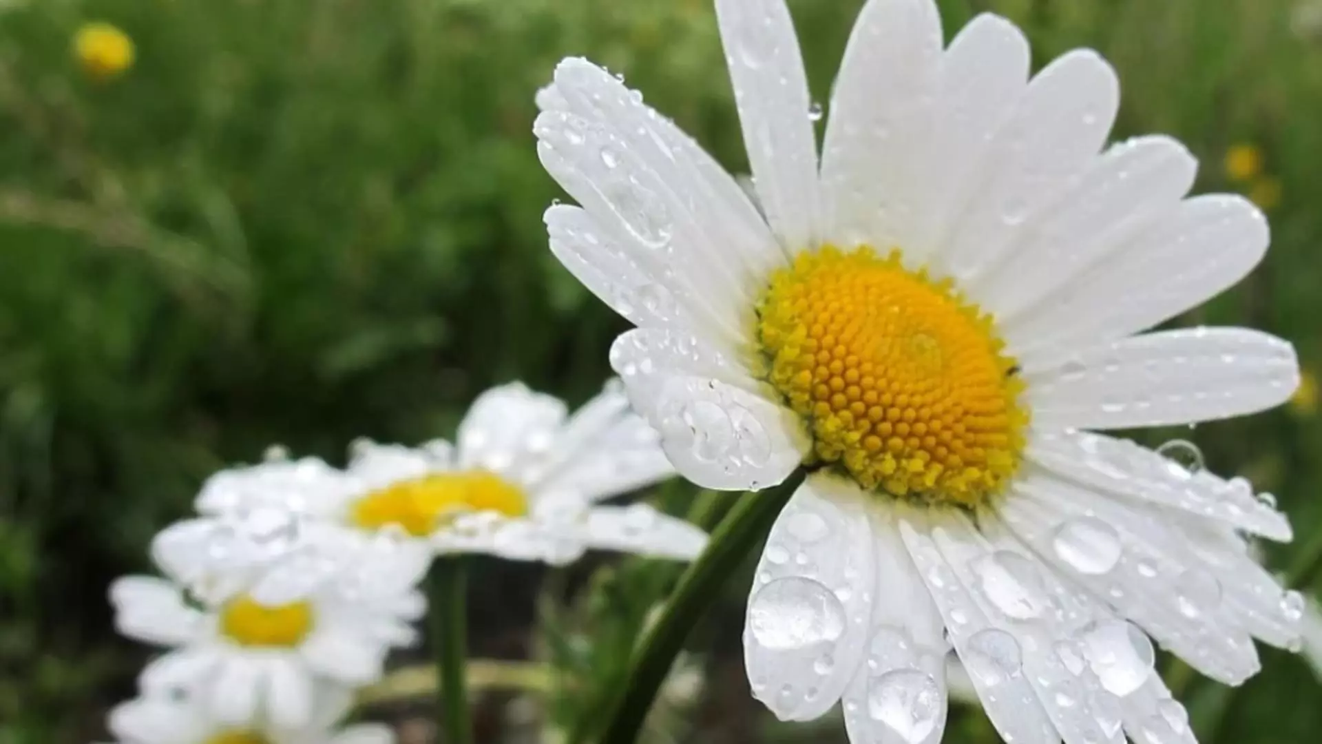 Prognoza meteo de Florii: 3 zile de răcire accentuată