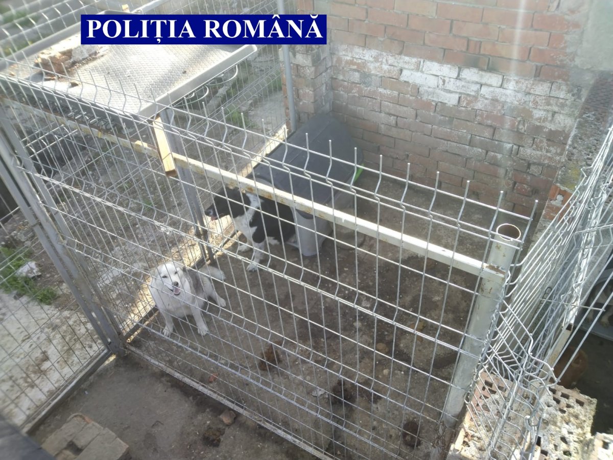 Câini maltratați plasați în adăpost de polițiștii Biroului pentru Protecția Animalelor (FOTO/VIDEO)