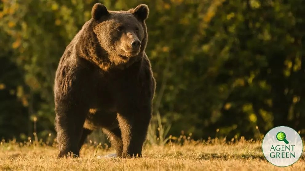 Procurorii DNA au deschis dosar penal in rem în cazul ursului-TROFEU - Cazul lui Arthur a intrat și în atenția Comisiei Europene