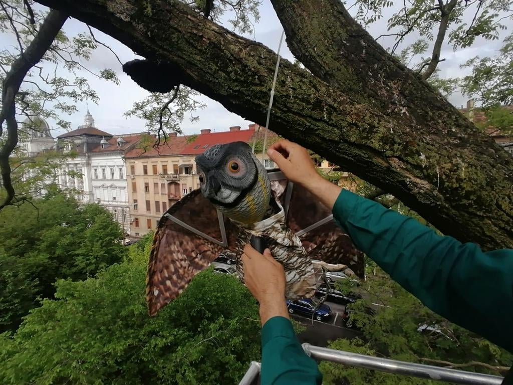 „Metoda bufniţa”, în parcurile din Arad