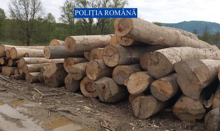 Acțiune privind exploatarea lemnului în zona Hălmagiu (FOTO)