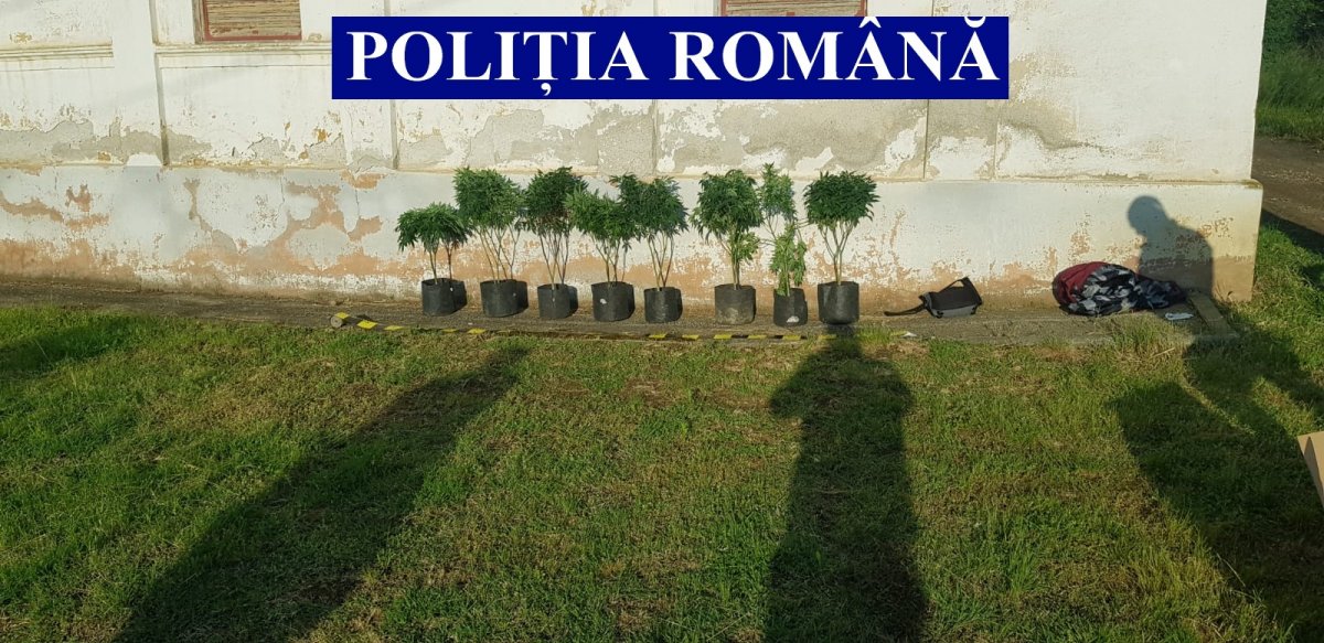 Traficant de droguri urmărit de polițiști până ce mașina încărcată cu plante de canabis a ajuns într-un șanț din Cuvin (FOTO)