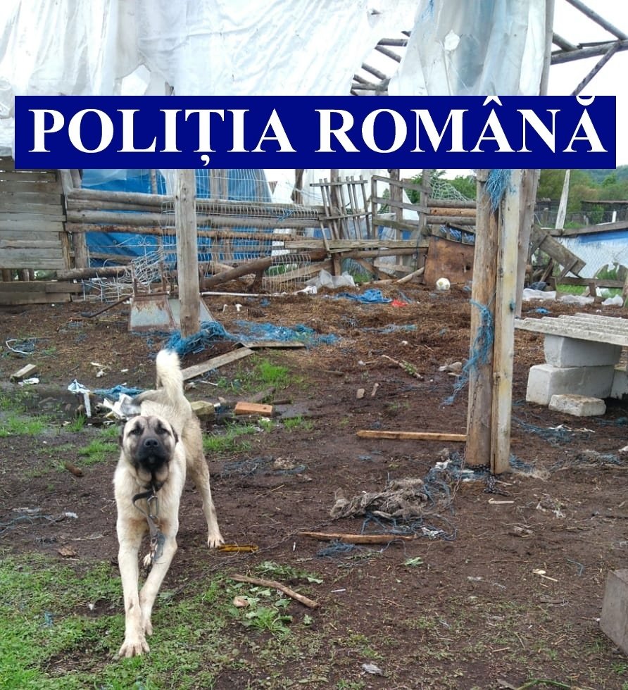 Polițiștii de la Protecția Animalelor, în acțiune la Ususău, Sebiș și Moneasa