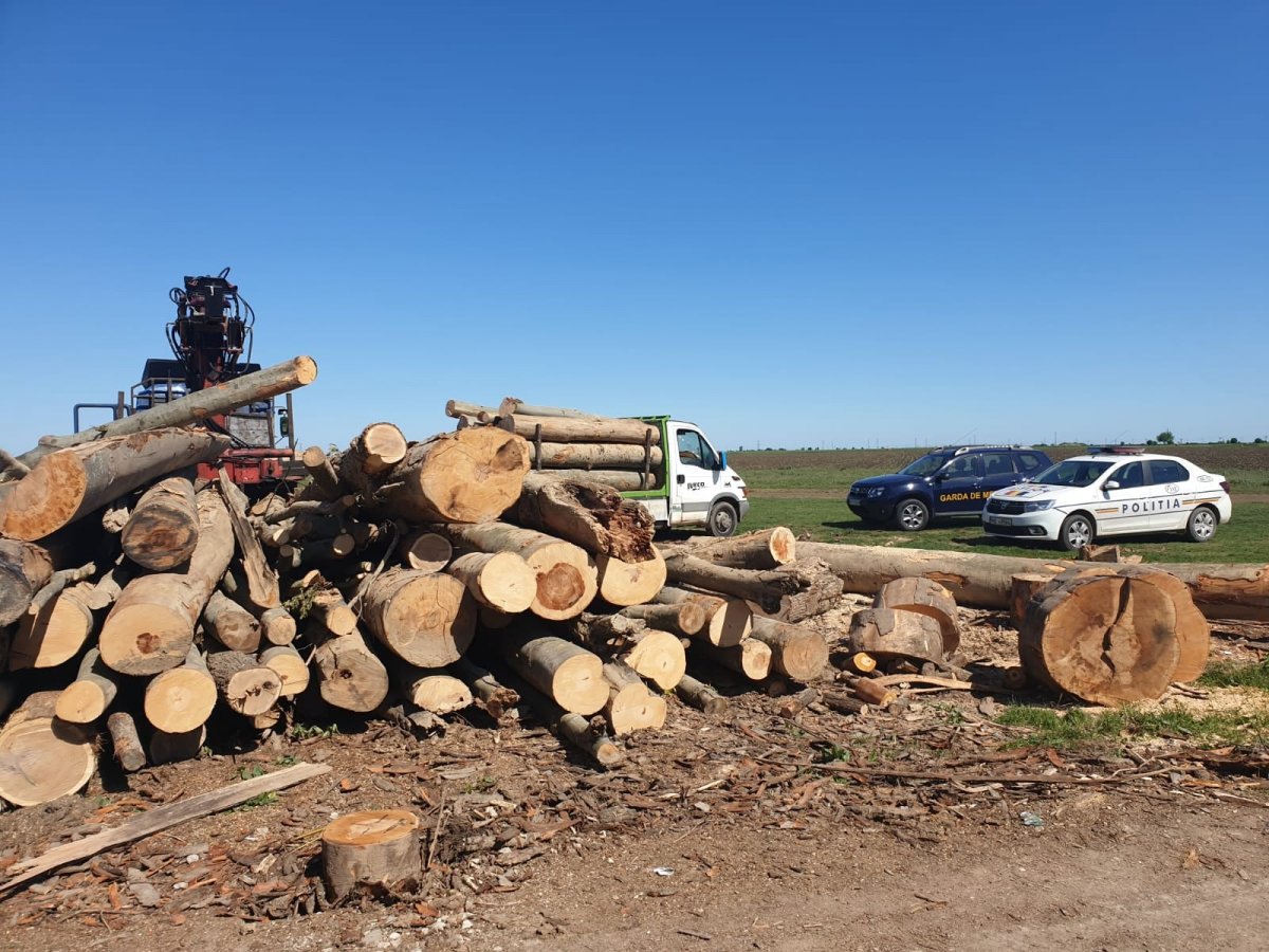 O firmă din Sântana amendată cu 10.000 de lei şi lăsată fără 12,5 mc de lemn fără acte de provenienţă