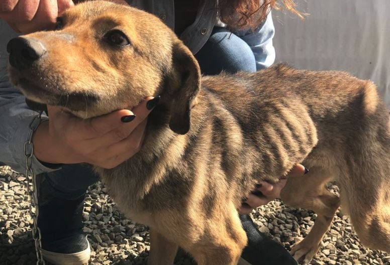 Zeci de câini au fost salvați de polițiștii de la Protecția Animalelor