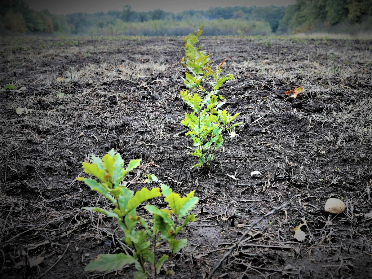 Romsilva a plantat aproape 22 milioane puieți forestieri în fondul forestier de stat în campania de împăduriri de primăvară