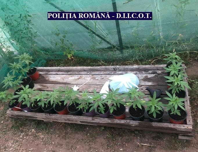 Percheziții în Arad la traficanți de droguri ce dețineau mai multe culturi de cannabis (VIDEO)