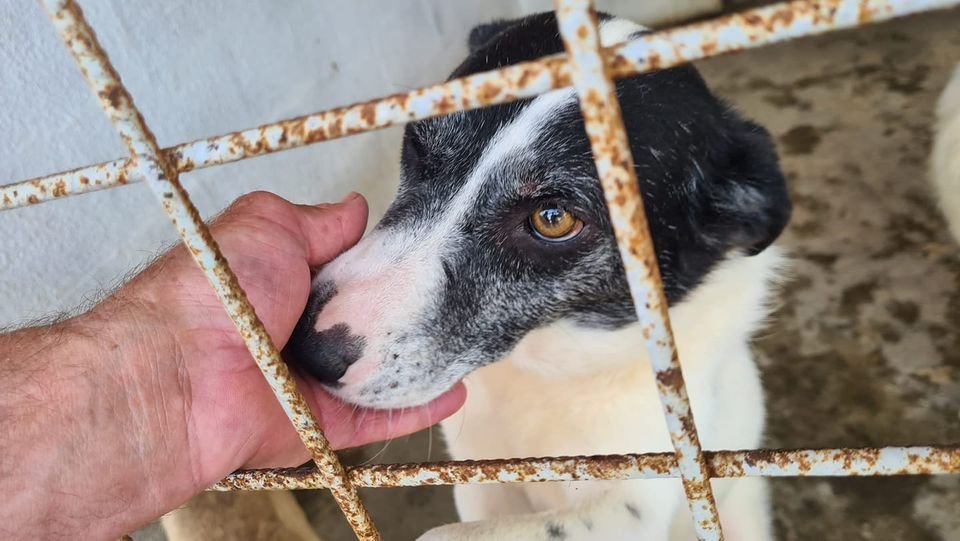 Expoziție canină cu adopție la finele acestei săptămâni