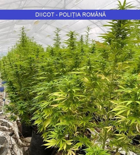 Peste 100 de plante de cannabis au fost ridicate din sera unui bărbat din Timiș