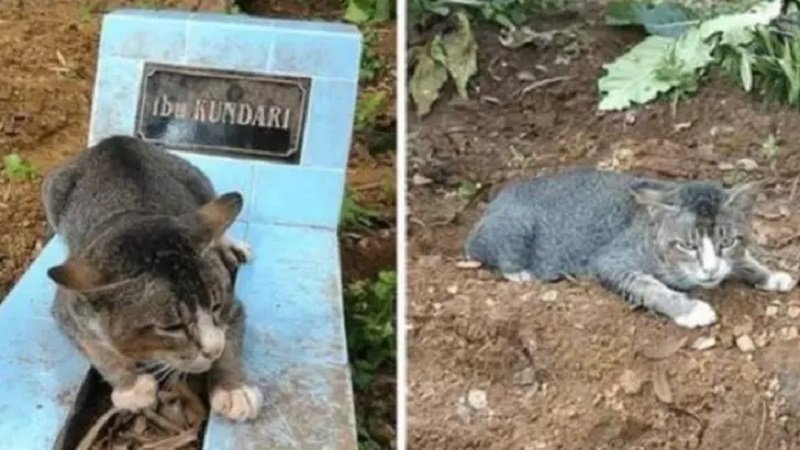 Povestea sfâșietoare a pisicuței care refuză să părăsească mormântul stăpânei