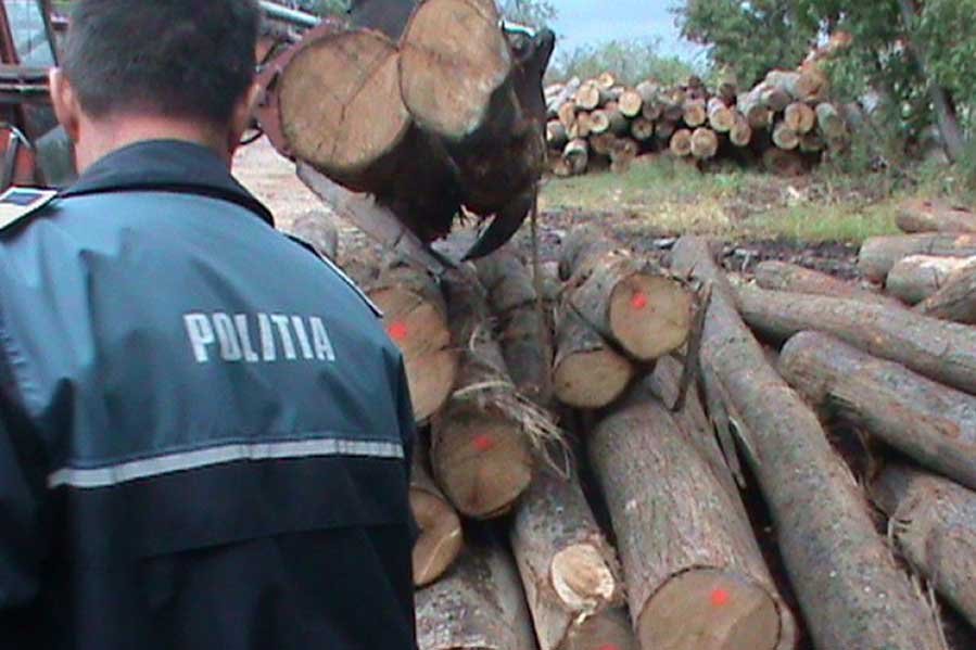 A furat 20 de arbori din pădurea de la Slatina de Mureş