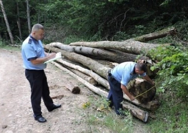 A furat mai mulți arbori din specia molid