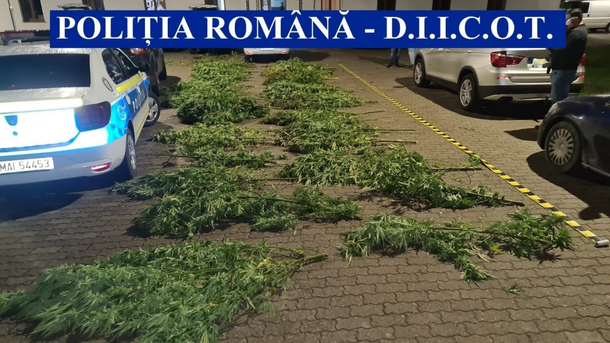 Peste 100 kg de cannabis ridicate de ofițerii de la „Crimă Organizată”, la Ineu (VIDEO)
