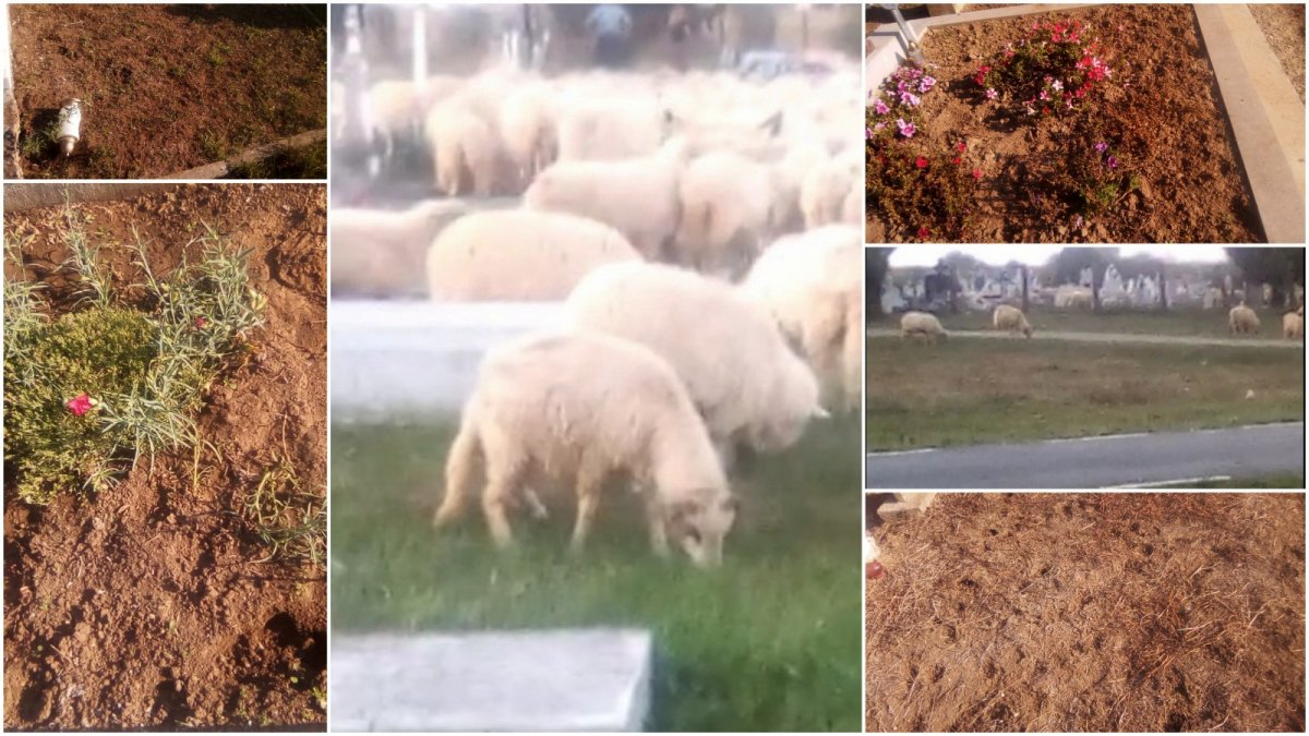 Cimitirul din Cuvin, vandalizat de oi; localnic tăiat la gât de un cioban (FOTO şi VIDEO)