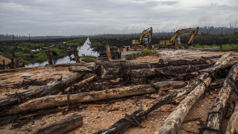 Câtă pădure a pierdut lumea. Cifrele care arată ritmul alarmant al defrișărilor pe glob