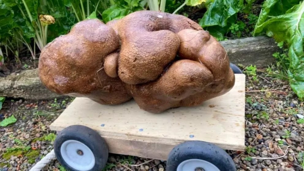 Un cartof GIGANTIC, descoperit în grădina unui cuplu din Noua Zeelandă. Proprietarii i-au pus 