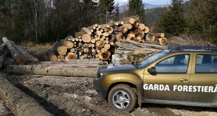 Razie pentru verificarea legalității exploatărilor lemnoase
