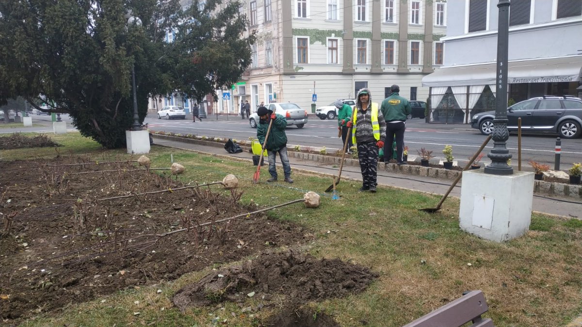 Care sunt zonele din municipiu unde se plantează arbori ornamentali (FOTO)