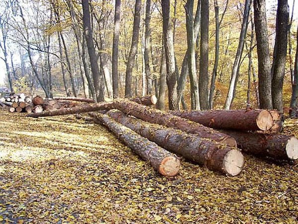 Mai mult de treizeci de arbori, tăiați fără drept