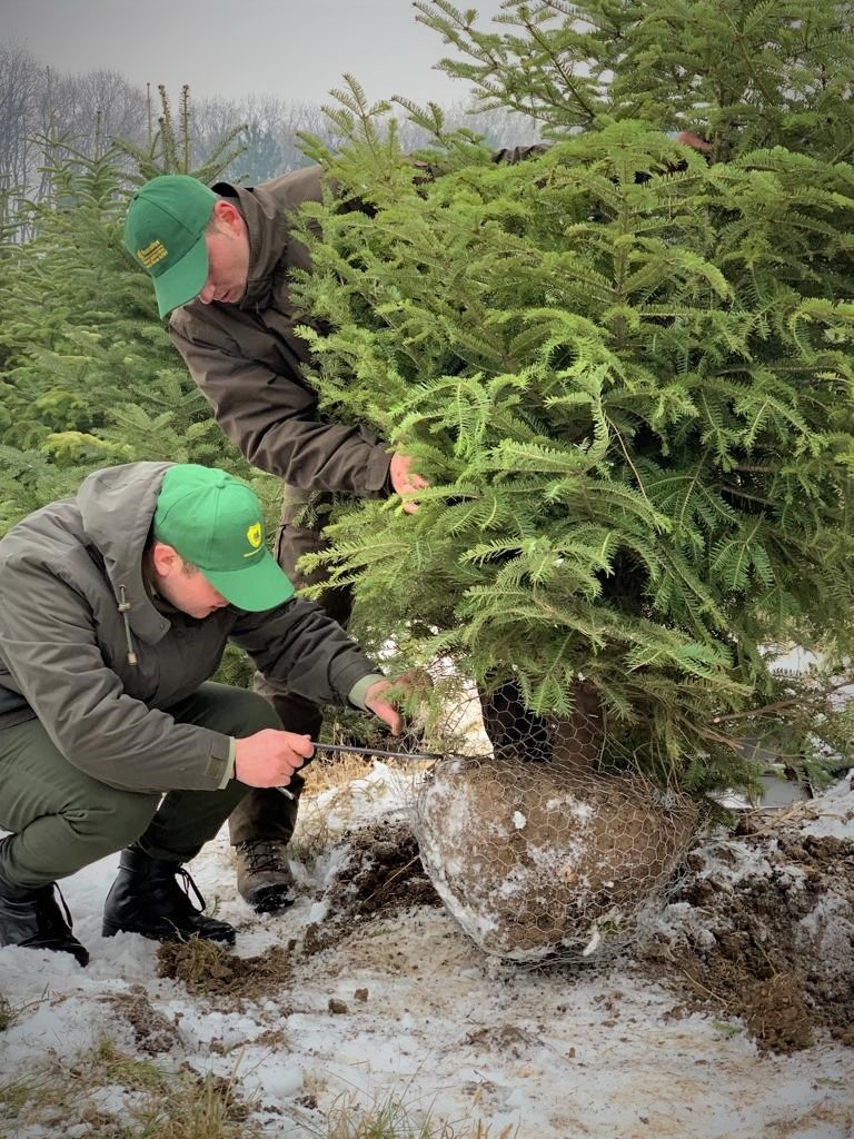 Romsilva oferă spre vânzare, în acest sezon, circa 34 de mii Pomi de Crăciun 