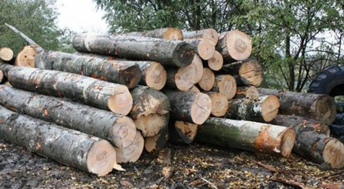 A furat arbori de pe un teren din zona Tauț