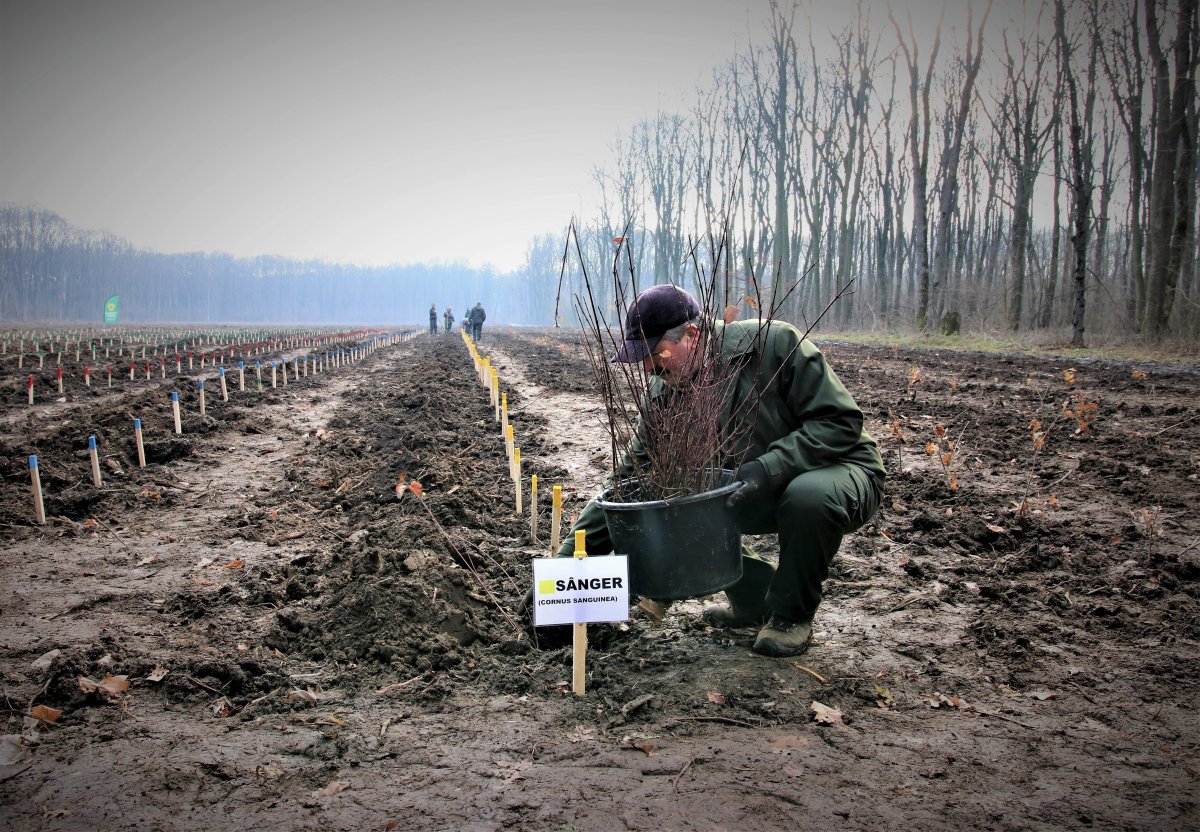 Romsilva va planta circa 19 milioane de puieți forestieri în campania de împăduriri de primăvară