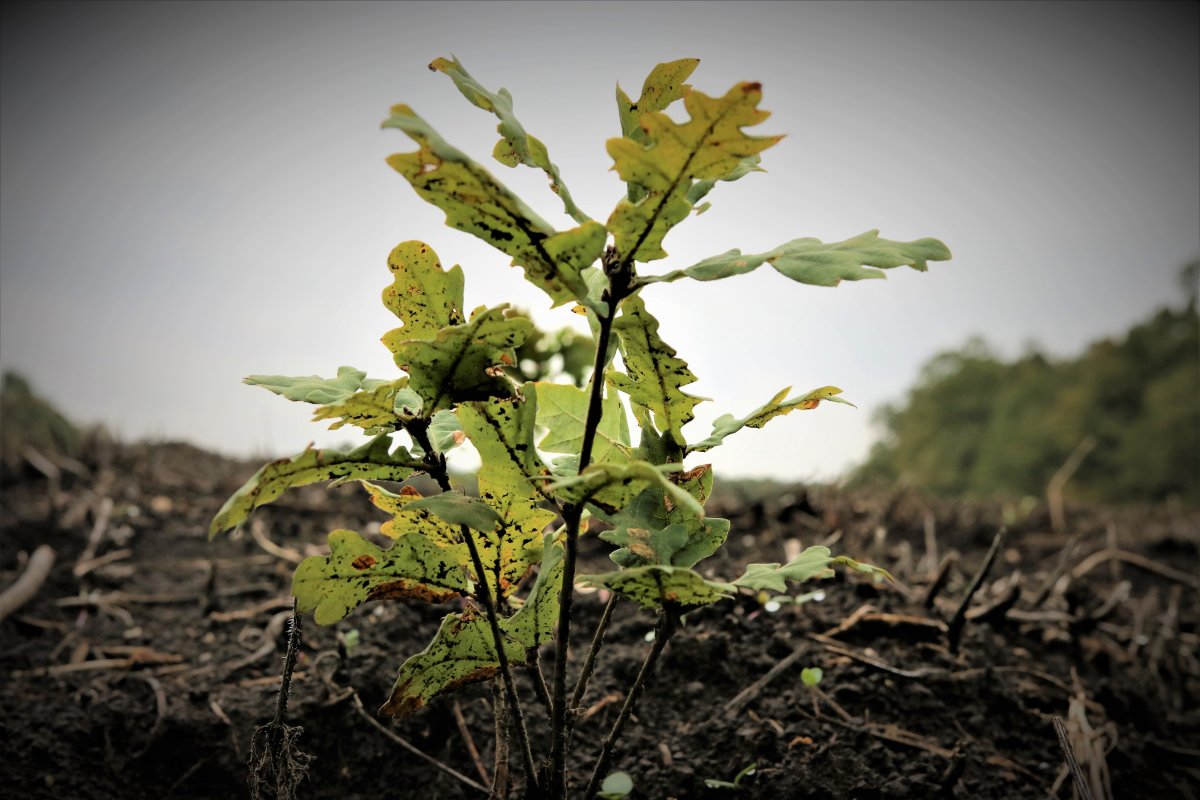 Debutul Lunii Plantării Arborilor este marcat de Romsilva prin acțiuni de împădurire 