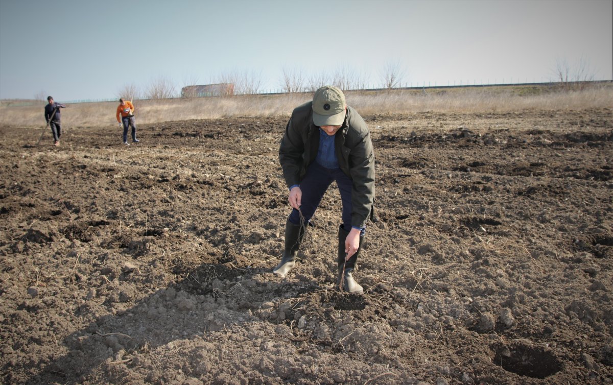 Romsilva a plantat în campania de împăduriri de primăvară alte 90 de hectare de perdele forestiere în proximitatea Autostrăzii A2 