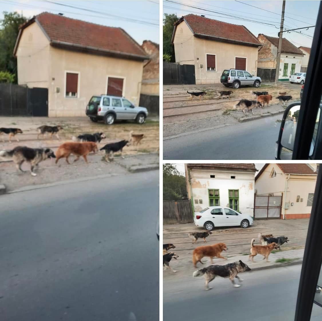 Timişoara invadată de câinii fără stăpân