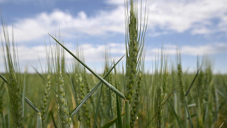 CE ia în calcul crearea unor coridoare terestre pentru cerealele din Ucraina