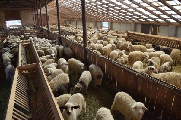 Amendă de 30.000 de lei pentru un fermier care are oi fără acte