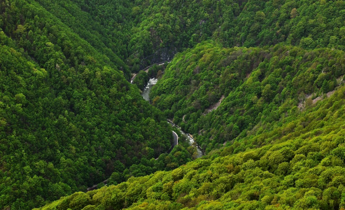 Romsilva a crescut suprafața pădurilor de stat certificate la nivel internațional cu circa 34 de mii de hectare 