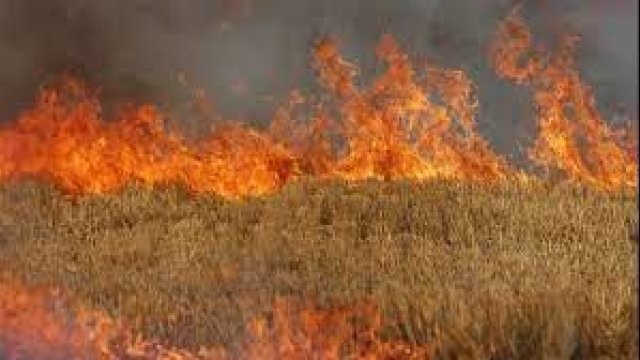Incendiu la un lan de grâu în localitatea Bata