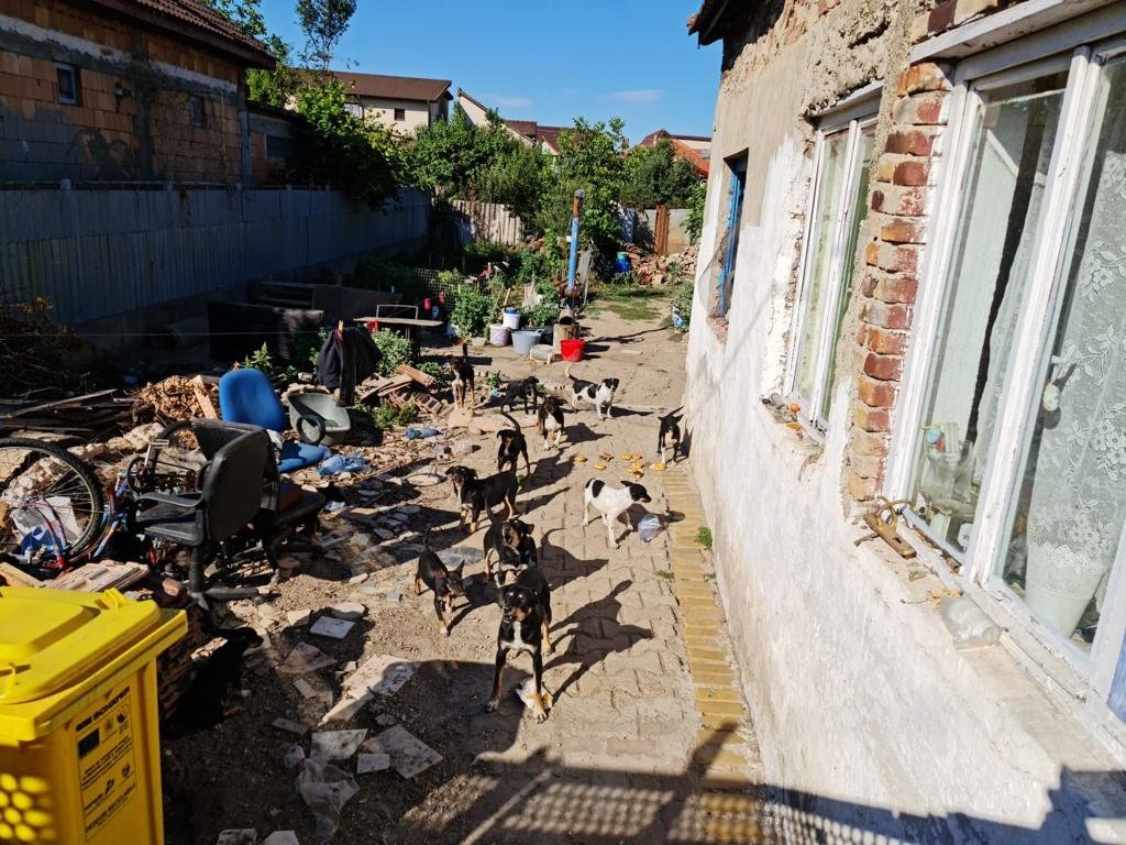 16 câini salvați de polițiștii Biroului Pentru Protecția Animalelor (FOTO)