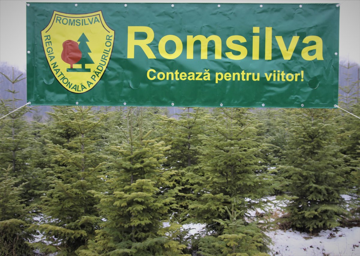 Romsilva oferă spre vânzare peste 30 de mii de pomi de Crăciun în sezonul sărbătorilor de iarnă